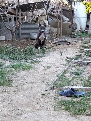 it ucun boyunbagi: Amerikan Pitbull tipli (qısa tük, atletik bədənli) it. - Rəng: boz — 4