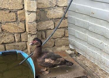 Krasnadar lal ördəklər, hamısı erkəkdir. 1 illikdilər. Erkək çox