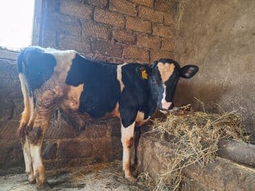 Keçi, çəpiş: Təmiz cins danadı erkəydi — 3