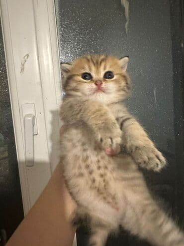 şotlant pişik: Şotland, Erkək, Dişi, Ünvandan götürmə — 2