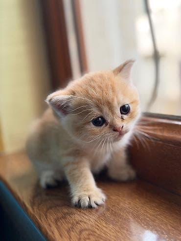 Ekzot, Yaxşı əllərə