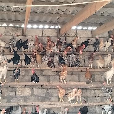 taxta domikler: Qarışıq yerli toyuq və xoruz sürüsü - Cinslər: yerli qarışıq (ağ — 1