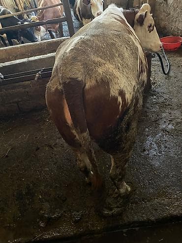 simental inekler satilir: Qurbanlıq üçün kəsilib də verilir 1 dişi 1 erkək ünvan məhəmmədi diri — 5