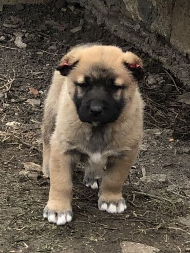 pişik satılır: Qurdbasar, 1 ay, Erkek — 8