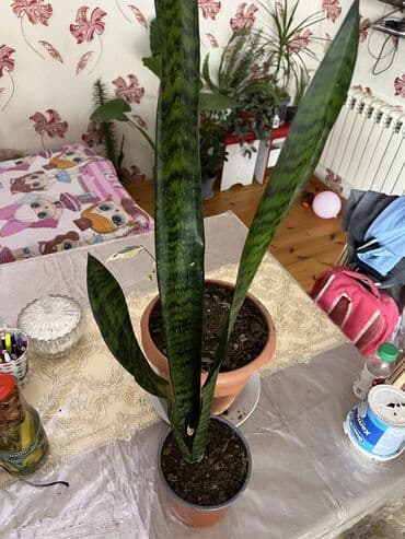 ev esyalarl: Xalça — 84