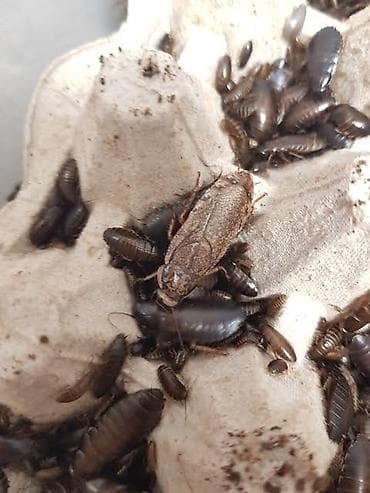 heyvan mal: Lobster Taran ları satılır tam sağlamdılar səliqəli baxılıb təmizdilər — 3