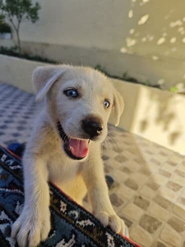 xaski itlər: Xaski, 2 ay, Dişi — 3