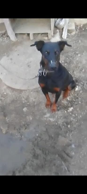 it balari: Doberman, Peyvəndli — 1