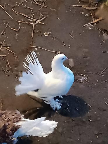 Göyərçinlər: Qardaşlar gördüyünüz quşalar satılır 1 dənə şişman erkek 1 dənə London — 9