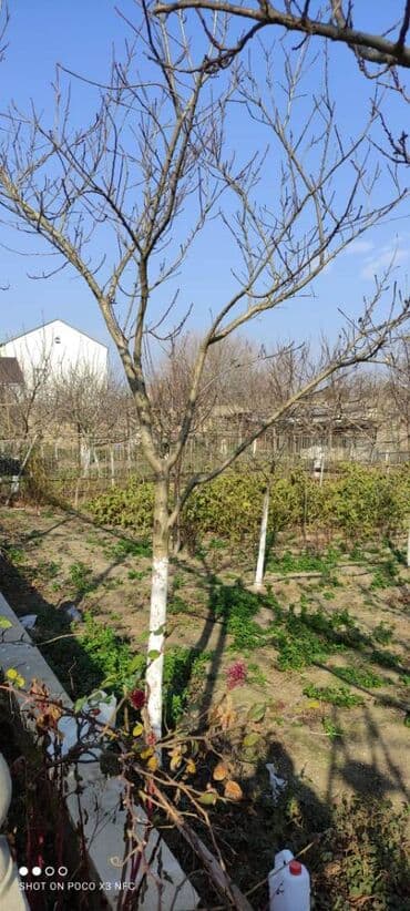 dübəndi torpaq: 11 sot, Makler, Kupça (Çıxarış) — 5