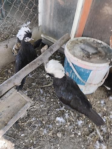 cuce yemi: Toyuq, Damazlıq — 4