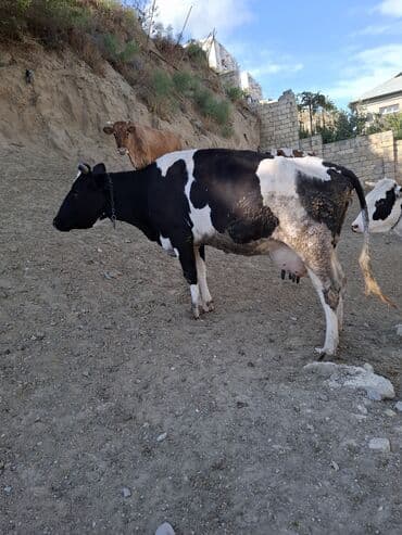 dana satişi: Məhsul: İnək və buzovlar Təsvir: - Fotoşəkillərdə qara-ağ rəngli — 2