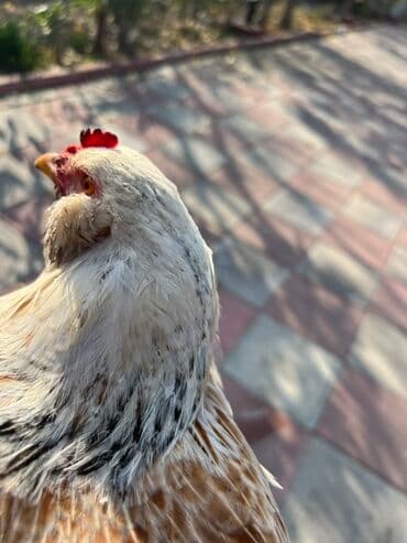 kend teserrufati: Toyuq, Yumurtalıq — 7