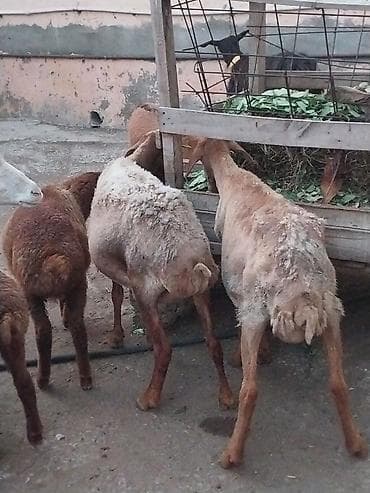 dele satisi: Damazlığ ana bala qoyunlar satılır. Balaların biri dişi, ikisi — 5