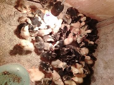 cucelerin satisi: Утята, Для мяса — 2