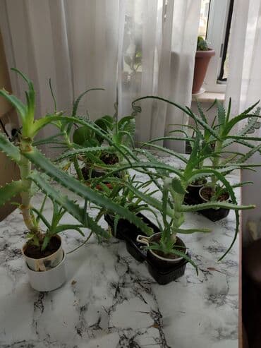где купить алоэ вера: Aloe vera bitkiləri müxtəlif ölçülərdə və formalarda mövcuddur. Bu — 3