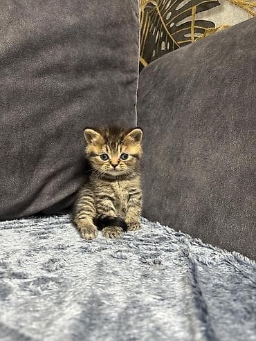 qoyun heyvan: Şotland yastı qulaq — 2