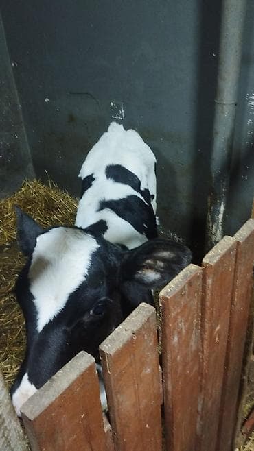 Pişiklər: Holşteyn cinsinə aid qara-ağ ləkəli buzov. salam disi buzovdu koosdin — 2