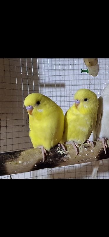 balaca qaz: SAPSARI QUŞLARDI.2 si 30 AZN.albinos deyillllər. Öz quşlarımın — 2