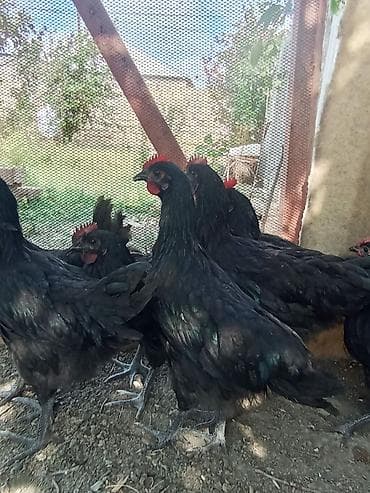 at satilir: Avstralob çolpalari xəstəiliyleri yoxdur tecli satılır tek tek alana — 3