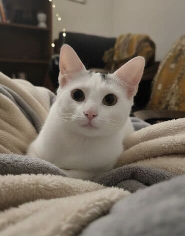 ucuz ev itləri: Dişi, Yaxşı əllərə — 2