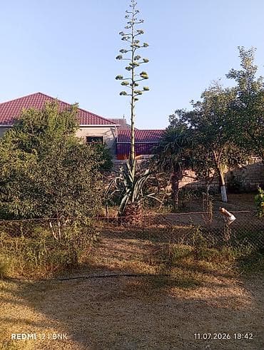 kala bitkisi: Aqava (Agave americana) – iri ölçülü dekorativ bitki - Nəhəng rozet — 2