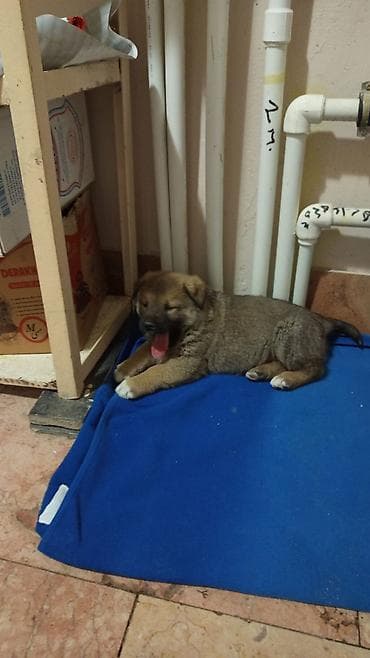 Ножи: Məhsul: Balaca it balaları Təsvir: - Şirin, tüklü balalar — 3