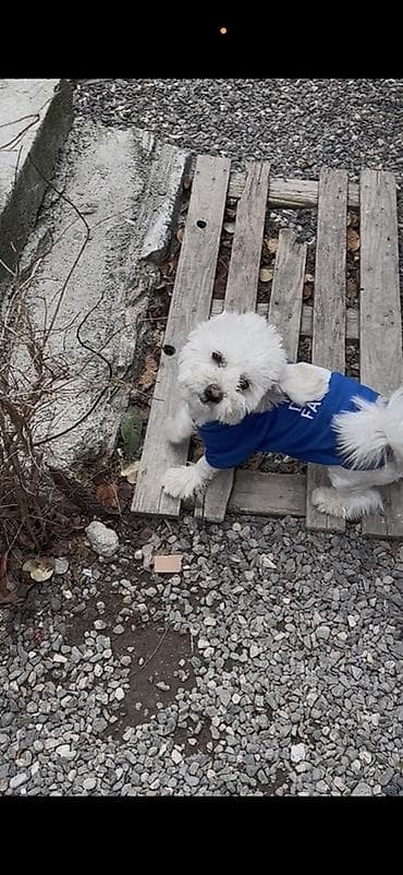 bocek satışı: Pudlle cinsinsde it satilir — 2