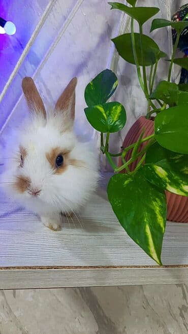 Inəklər, öküzlər: Temiz evde baxilmis dovsan tecili satilir otunu vitamini verecem — 2