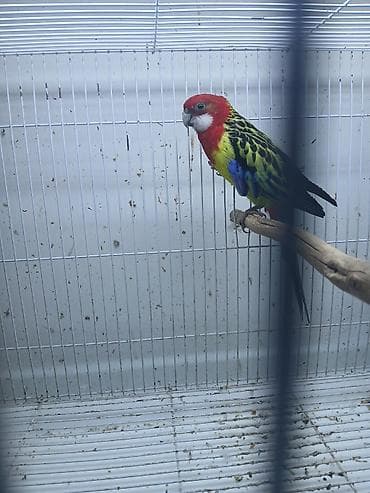 ev quslarinin satisi: Hazir cut Rozella — 3