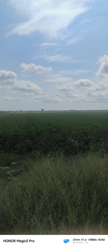 mingecevirde kiraye evler 2019: 257 sot Kənd təsərrüfatı — 12