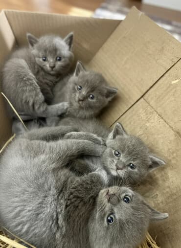 maykonq pişik: Şotland, Yaxşı əllərə — 2