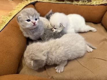 Quşlar: Şotland uzun tüklü, Erkək, Dişi, Yaxşı əllərə — 2