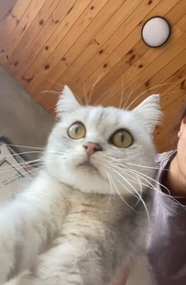 pisik balası verirem: Şinşilla, Dişi — 1