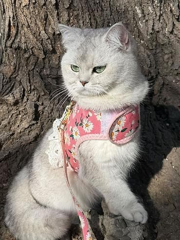 bala pişik ucuz: Şinşilla, Dişi, Yaxşı əllərə, Pulsuz çatdırılma — 1