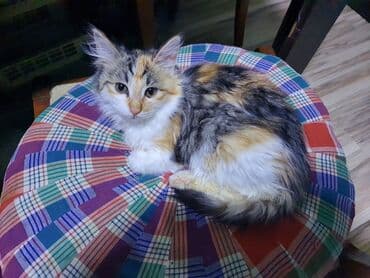 Pişiklər: Norveç, Yaxşı əllərə, Ünvandan götürmə — 2