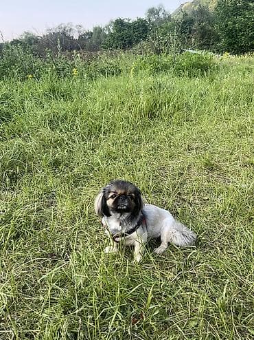 pitbul it: Pekines, 2 il, Dişi, Cütləşmə üçün — 2