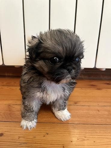 lələkli heyvanlar: 1 ay, Dişi — 1