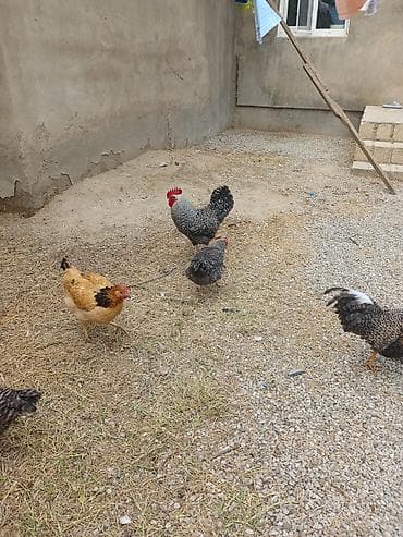 cex qus: 8 aylığ Xorkov xoruzları Təsvir: - Güclü bədən quruluşlu, qırmızı — 3