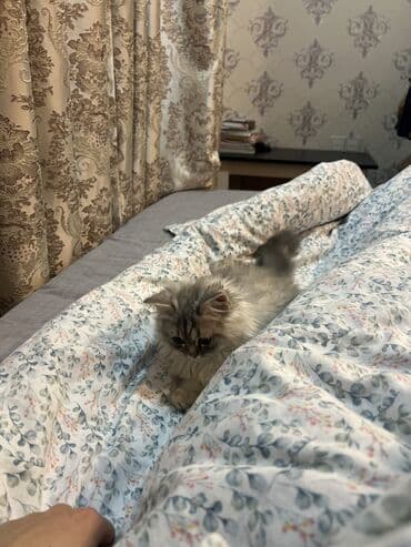 pişik balası verirem: Britan, Erkək, Yaxşı əllərə, Pulsuz çatdırılma — 3