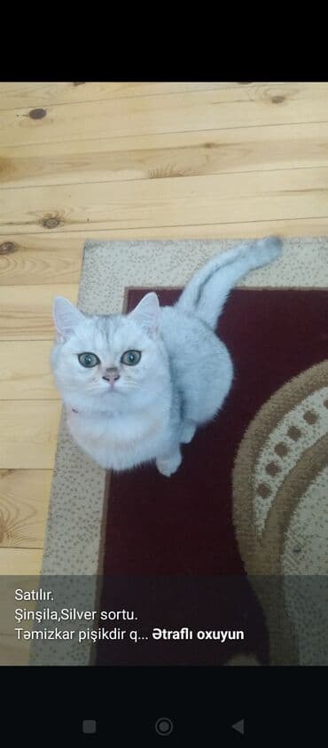 Digər Avtomobillər: Şinşilla — 1