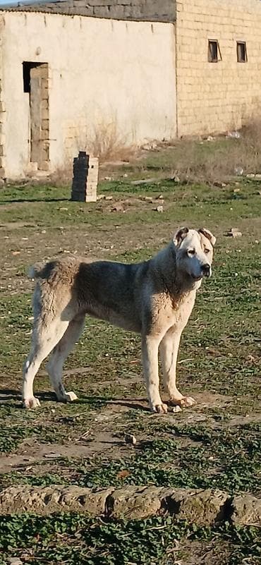 hind quşu cucesi: Qurdbasar, 1 il, Erkek, Peyvəndli, Ödənişli çatdırılma — 3