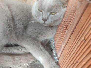 Pişiklər: Erkək, Cütləşmə üçün, Ünvandan götürmə — 3