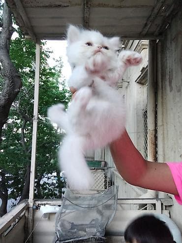 Ağ rəngli, tükləri yumşaq və baxımı asan balaca pişik balaları — 5