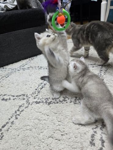 pişik qara: Şotland, Ünvandan götürmə — 9