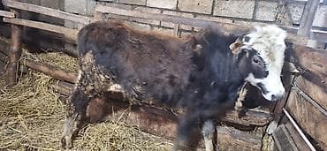 sudluk inek satilir: 7 aylıq erkəy dana — 1