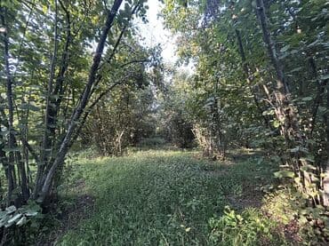 xacmazda findiq bagi satilir: Kənd təsərrüfatı — 11