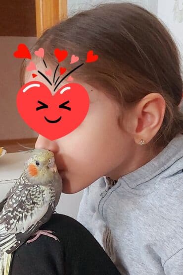 Tutuquşları: Oz qusumun balasidi.Tam el qusudu.Iki ayligdi erkekdi — 3