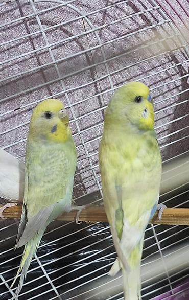 jako tutuquşusunun digər adı: Hazır cüt valnist satılır cütü 30 m endirim yoxdu — 2