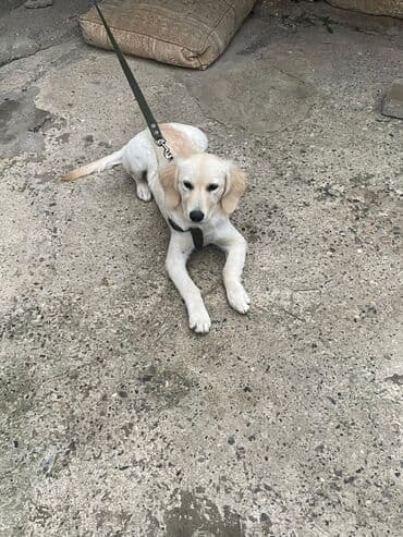 золотистый ретривер цена: Ретривер, 3 месяца, Самец, С прививками, Самовывоз, Платная доставка — 4